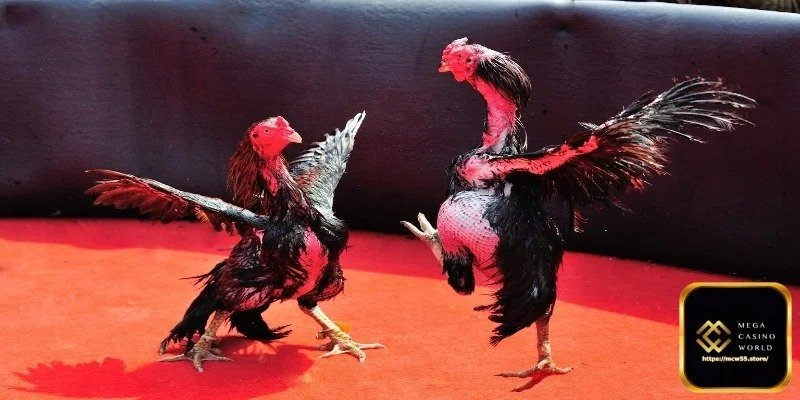 অনলাইন মুরগির লড়াই বৈধ কি না - ফিলিপাইন