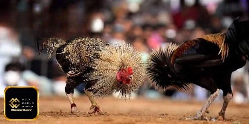 বিশ্বস্ত প্রতিযোগিতা নির্বাচন করুন
