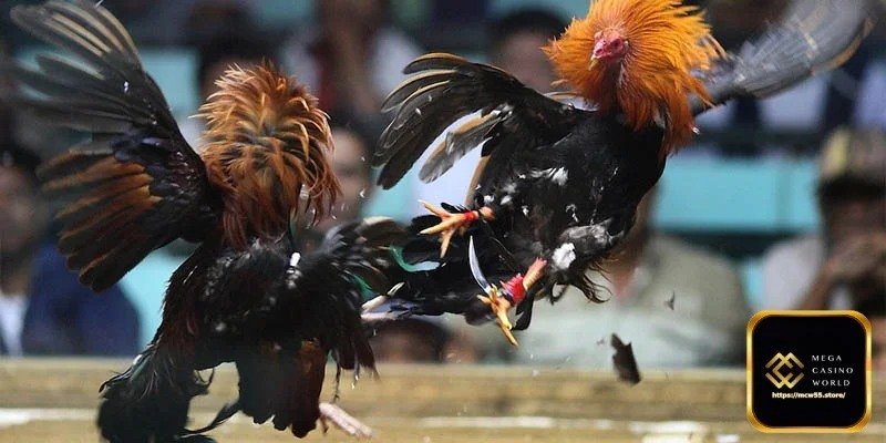 আজকের মুরগির লড়াইয়ের সময়সূচী পরিচিতি