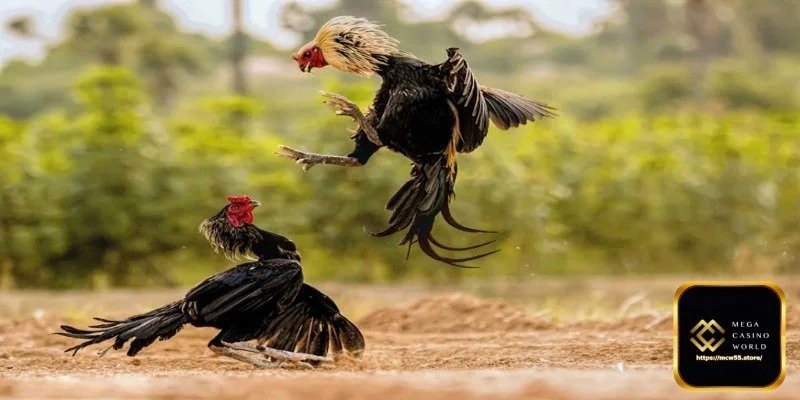 প্রতিটি ম্যাচ মনোযোগ দিয়ে পর্যবেক্ষণ করুন