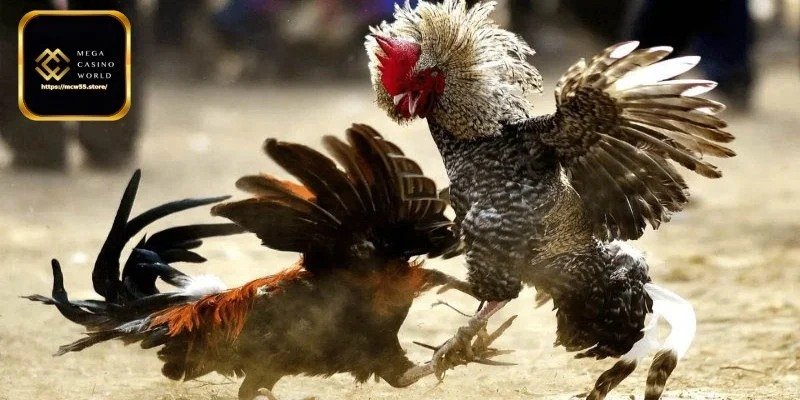 অনলাইন মোরগ লড়াই বাজি - মেরন বাজি